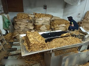 Urządzenie do krojenia tytoniu i tytoń. Policjant podczas czynności.