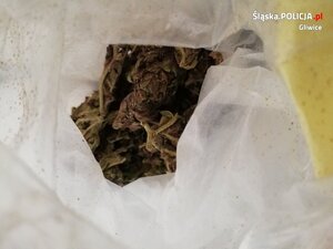 Zawiniątko a w nim zielonkawo-brązowy susz
