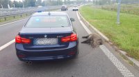 Nieoznakowany radiowóz i martwy dzik