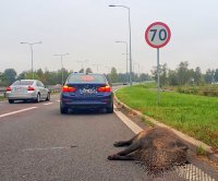 Radiowóz, martwy dzik i znak ograniczenia prędkości do 70 km/h