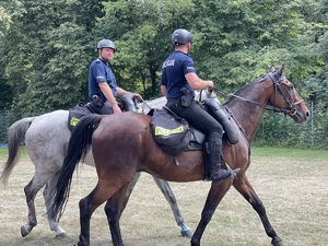 Policjanci - dwa konie z jeźdźcami