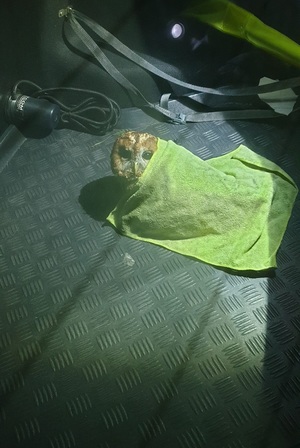 Sowa przykryta ręcznikiem na podłodze radiowozu.
