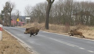 Na zdjęciu przez jezdnie przebiegają dwa dziki