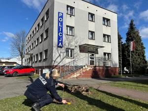 Policjantka w mundurze sadząca drzewko.