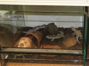 Zwierzęta w terrarium