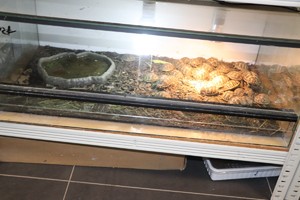 Zwierzęta w terrarium
