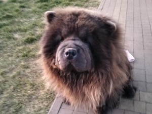 Zdjęcie psa rasy chow chow