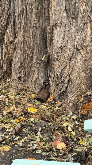 Granat z okresu II Wojny Światowej leżący pod drzewem.