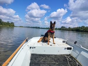 Na zdjęciu pies ratowniczy na łodzi.