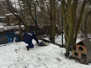 Na zdjęciu umundurowany policjant dokarmia koty