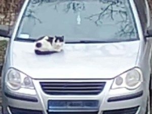 Kotek leży na masce samochodu