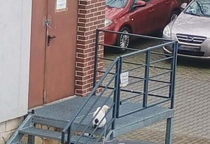 Kotek na schodach przy drzwiach archiwum