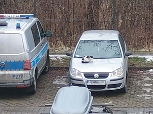 Kot leżący na masce samochodu