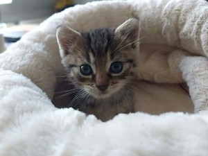 Kotek leżący w swoim posłaniu