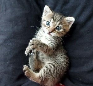 leżący młody kotek