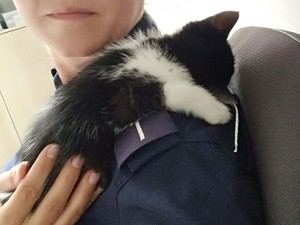 Młody kotek leżący na ramieniu policjantki