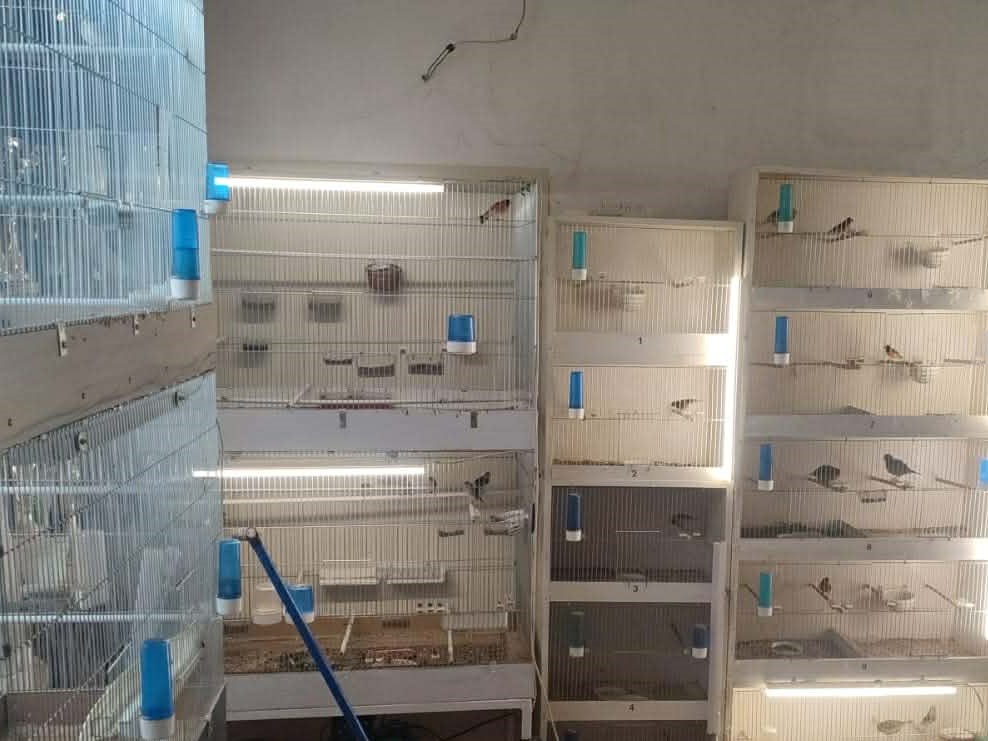 Odkryto nielegalną hodowlę chronionych ptaków w Gliwicach